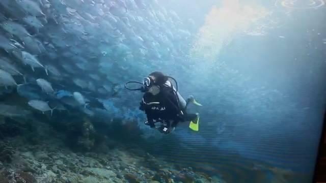 海贼王伟大冒险